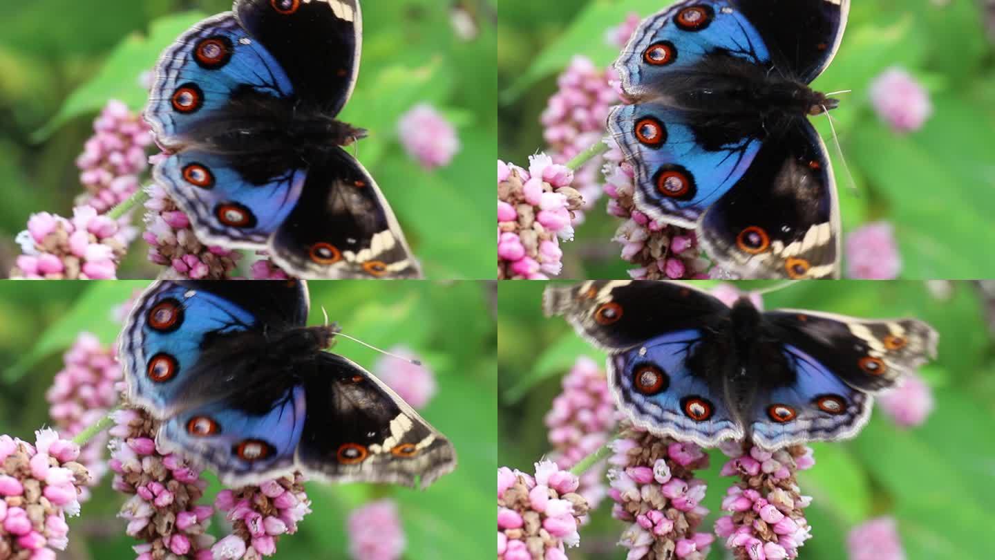 一只花上的斑点青黑色蝴蝶