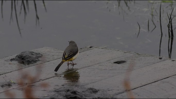 灰鹡鸰(Motacilla cinerea)