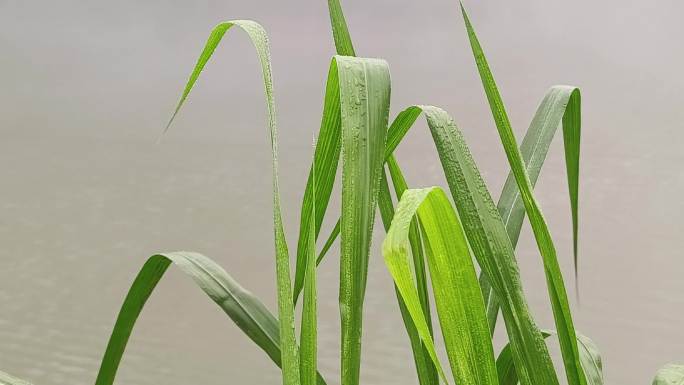 河面晨雾浮桥村民骑摩托车过桥出行跨河赶集