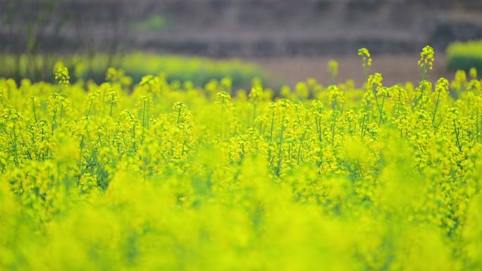 油菜花摇摄