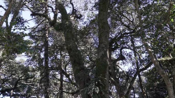 巴西高原的一种乔木，也是常绿针叶树或猴尾树，针叶粗而锋利。