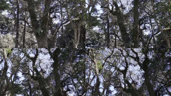 巴西高原的一种乔木，也是常绿针叶树或猴尾树，针叶粗而锋利。
