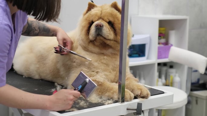 美容师用温柔的双手将松狮犬桀骜不驯的鬃毛改造一新，使宠物卫生成为一种艺术形式。