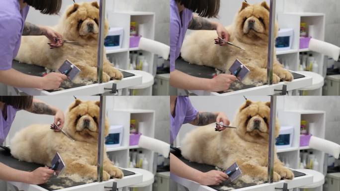美容师用温柔的双手将松狮犬桀骜不驯的鬃毛改造一新，使宠物卫生成为一种艺术形式。