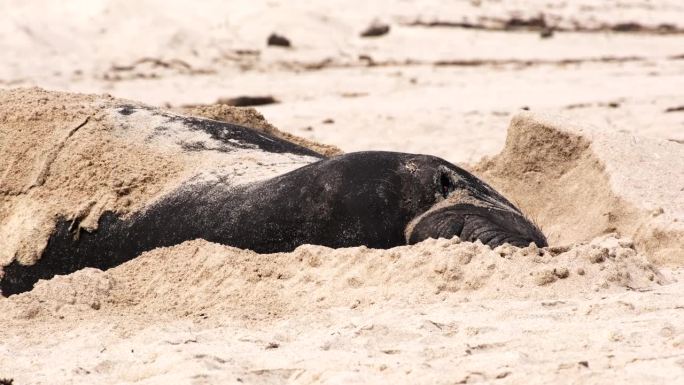 南象海豹在年度换毛期间挖掘海滩沙子，远摄