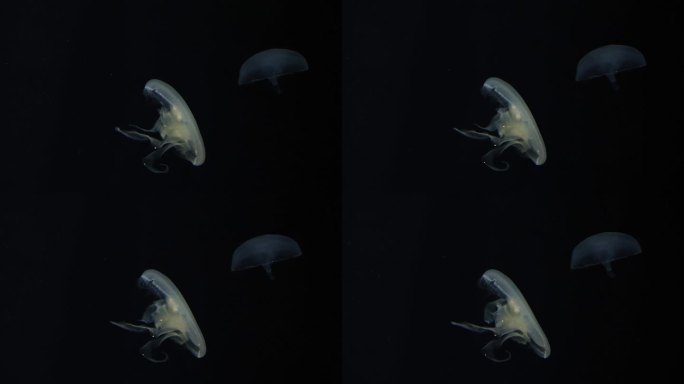 水母在黑暗水域的推进力