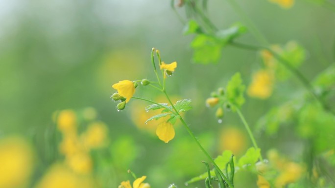 中草药白屈菜