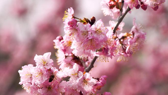 春暖花开繁花似锦，春天盛开的粉色樱花特写