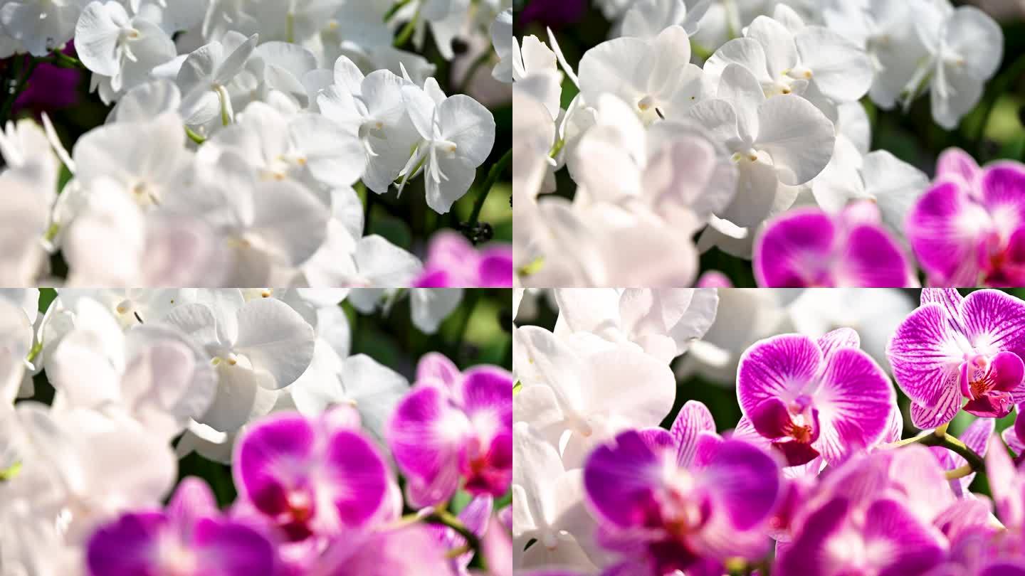 春天盛开紫色白色兰花特写镜头