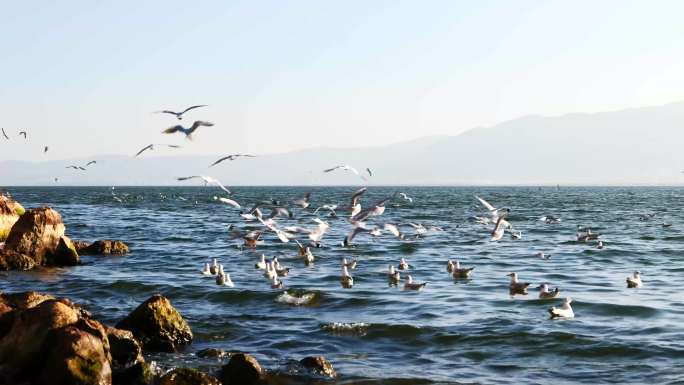 云南大理洱海的海鸥