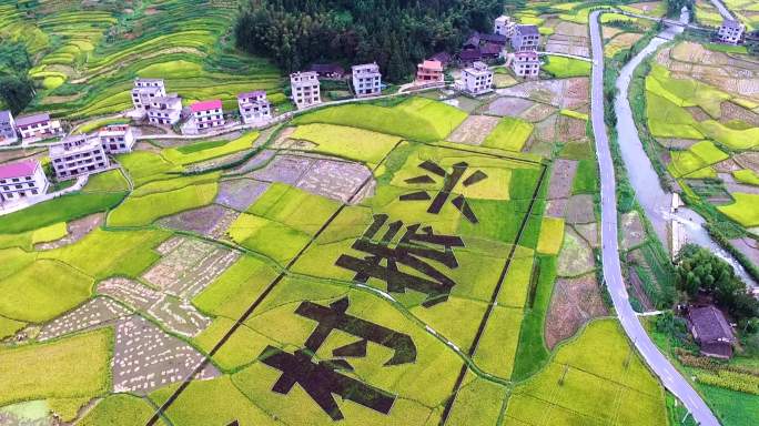 非遗片头乡村振兴美丽乡村村落艺术稻田彩绘