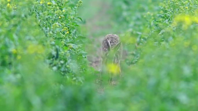 欧洲德国图林根州埃尔福特，一只欧洲野兔(Lepus europaeus)早晨漫步在油菜籽地里