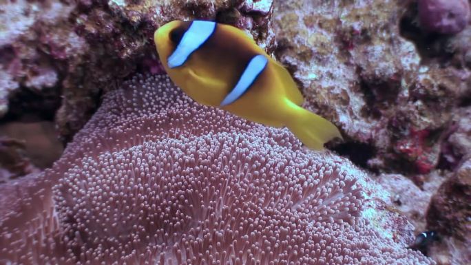 在水下发现小丑鱼和海葵的惊人之美。