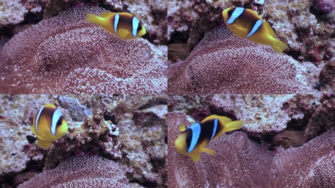 在水下发现小丑鱼和海葵的惊人之美。