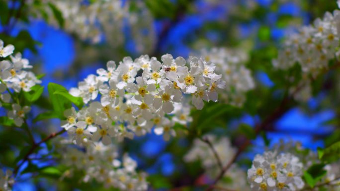 稠李花2017年5月22日 (5)