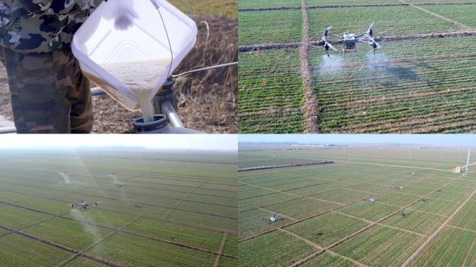 【4K】  无人机喷洒农药 小麦田间管理