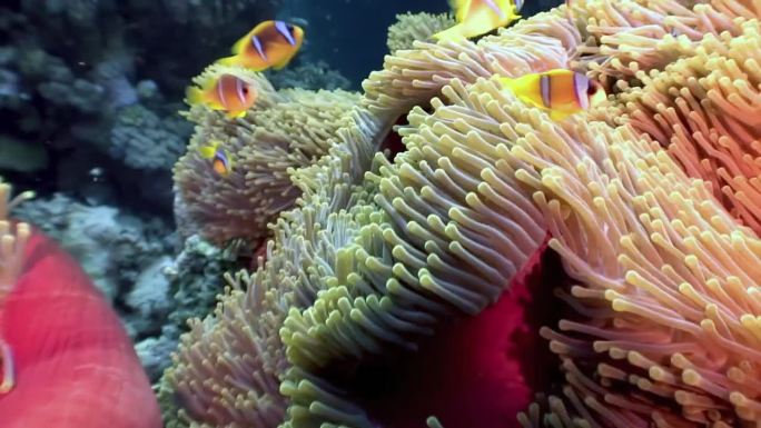 小丑鱼和海葵在海底世界的伙伴关系是惊人的。