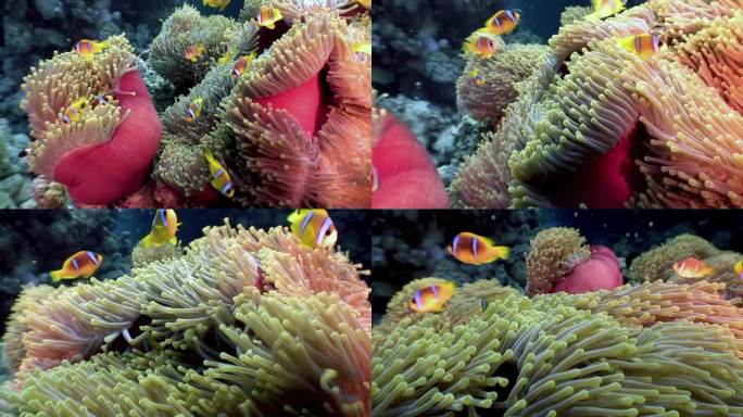小丑鱼和海葵在海底世界的伙伴关系是惊人的。