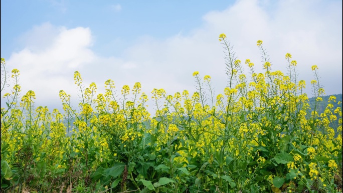 油菜花延时视频素材