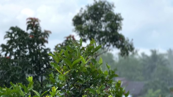 雨滴落在树梢上。多雨的季节。