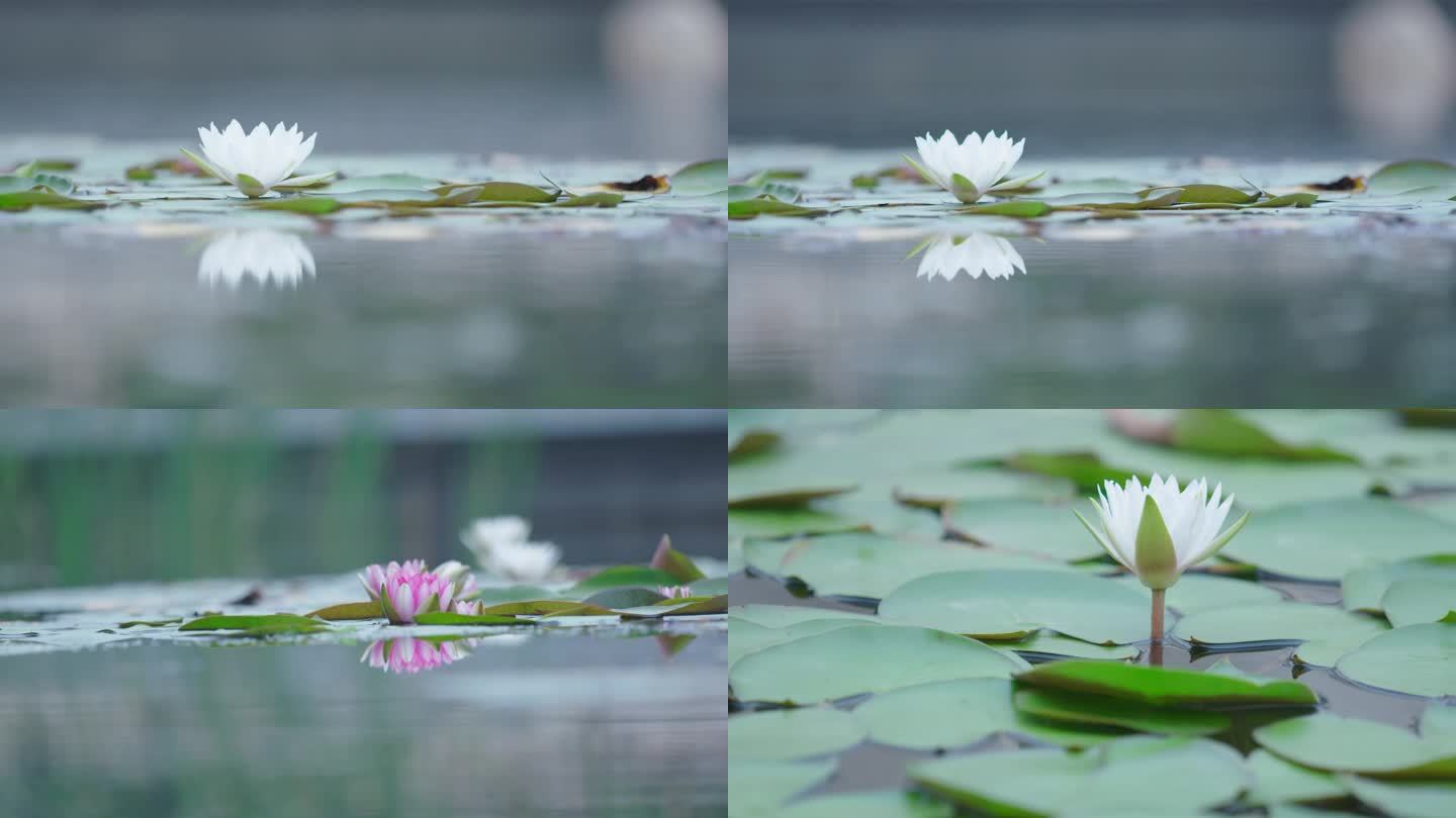 水面荷花