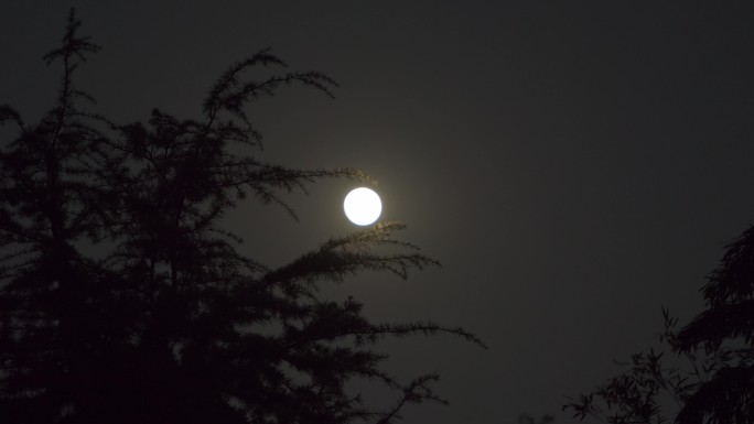 月亮光影松林