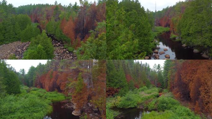 在加拿大多伦多的一个森林地区，无人机飞过树林和小溪。