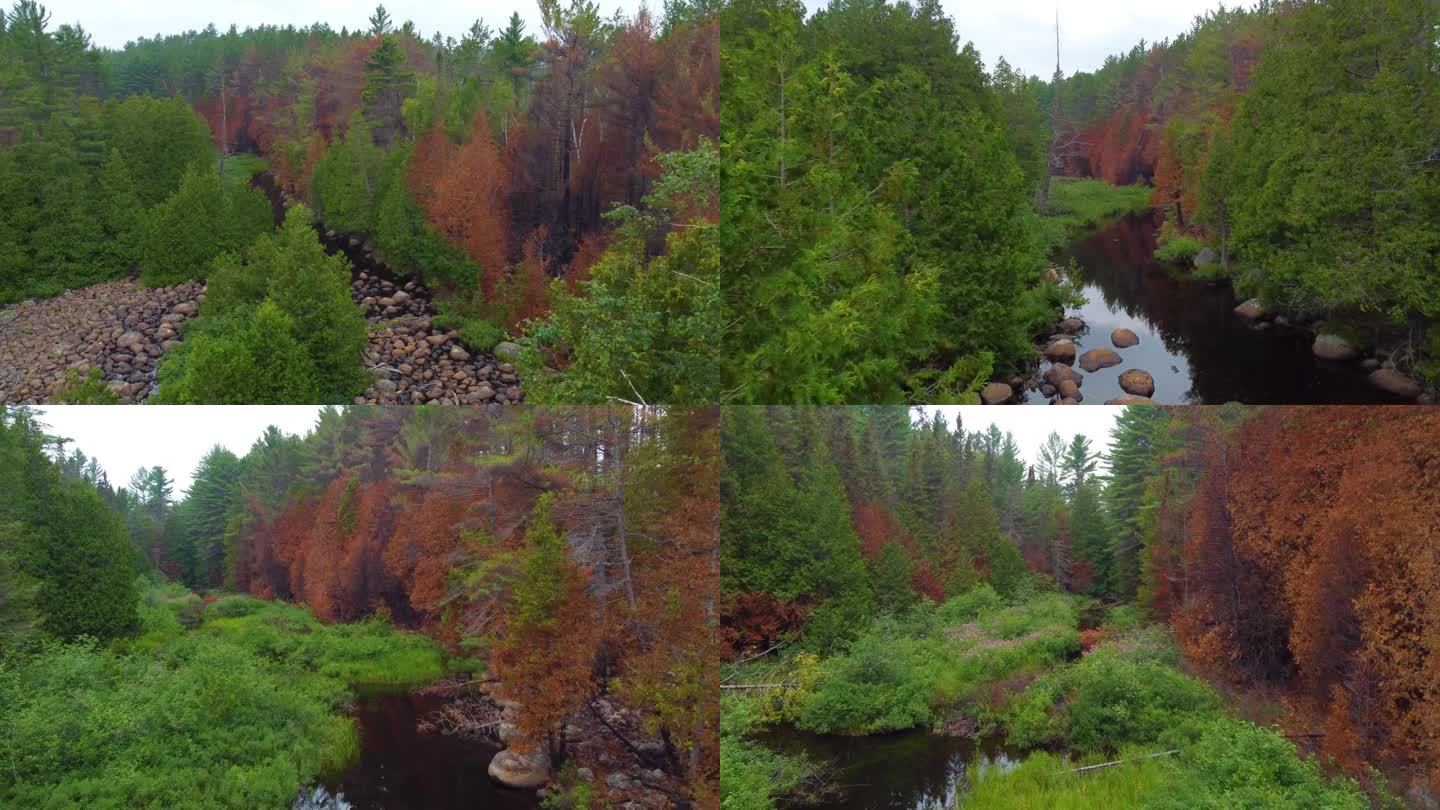 在加拿大多伦多的一个森林地区，无人机飞过树林和小溪。