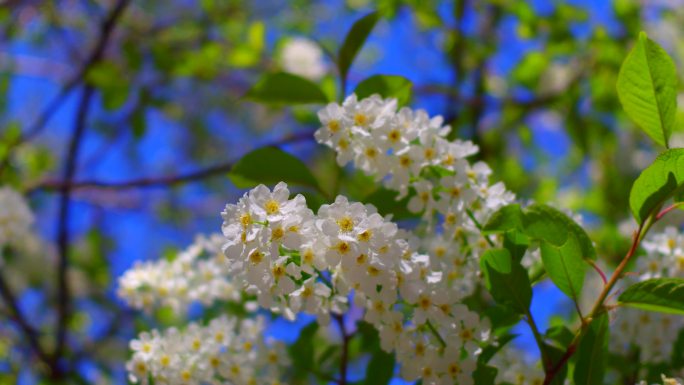 稠李花2017年5月22日 (1)