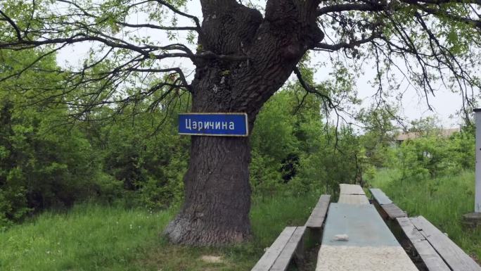 Tsarichina Hole村庄的一棵树地标的接近镜头，该村庄以一些与保加利亚外星人有关的超自然活