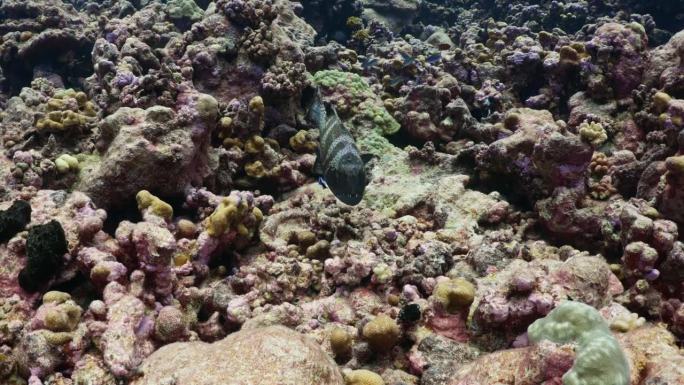 在南太平洋中部法属波利尼西亚的法卡拉瓦环礁上，孔雀比目鱼躲在珊瑚礁上游泳