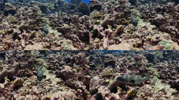 在南太平洋中部法属波利尼西亚的法卡拉瓦环礁上，孔雀比目鱼躲在珊瑚礁上游泳