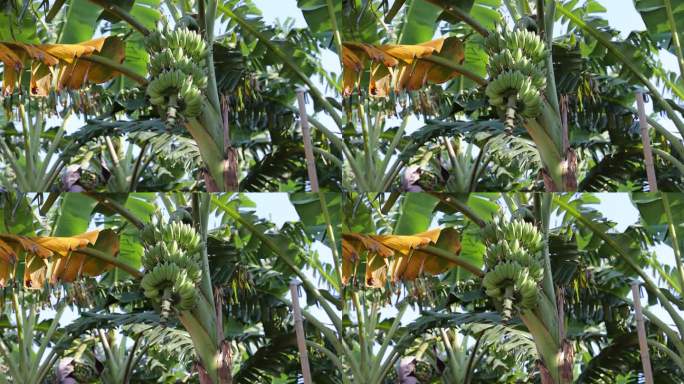 香蕉树/香蕉林