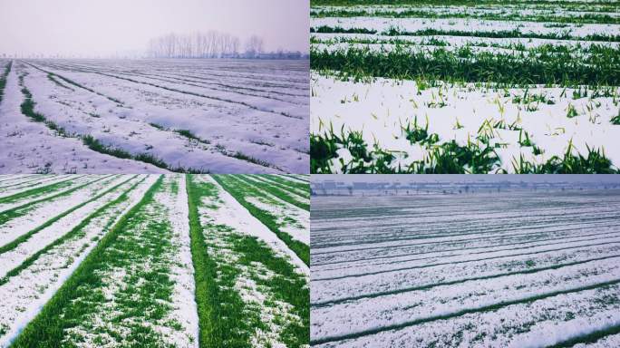 5K大雪覆盖的麦子麦苗  农村麦田雪景