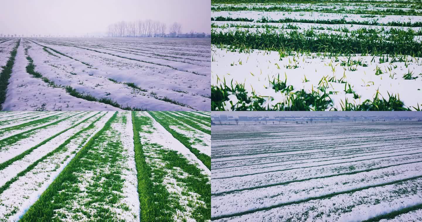 5K大雪覆盖的麦子麦苗  农村麦田雪景