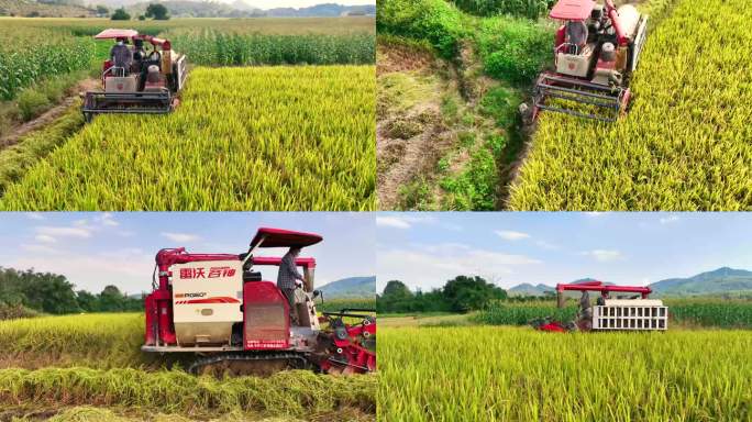 【4K航拍】农村现代化收割机收割水稻