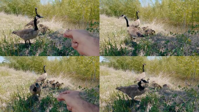 在河边的田地里，一个人用一块面包喂鹅。