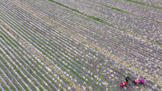 航拍蔬菜韭菜种植基地菜农农民除草春耕