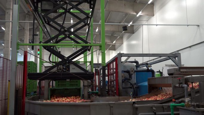 摘放机器人在现代水果加工厂的苹果自动清洗线上工作