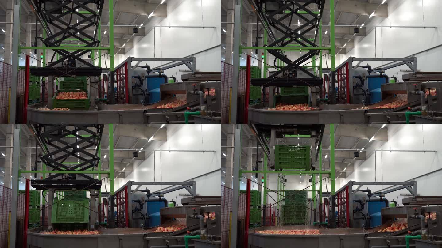 摘放机器人在现代水果加工厂的苹果自动清洗线上工作