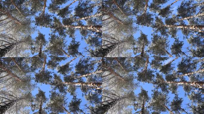 从下面到天空的雪松林。冬天森林里的松树