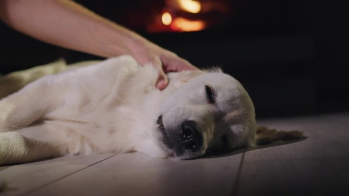 一个男人的手抚摸着一只可爱的金毛猎犬，它正在壁炉旁的地板上打瞌睡