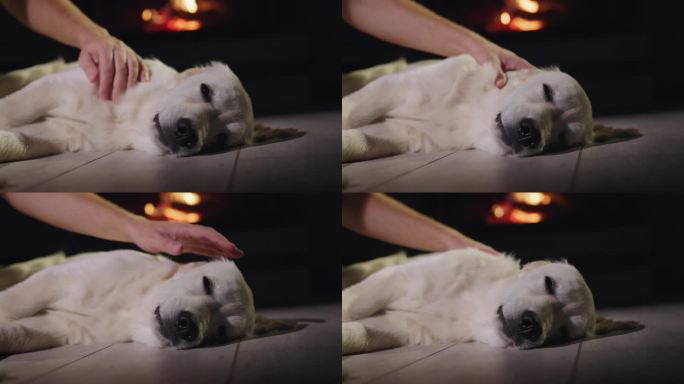 一个男人的手抚摸着一只可爱的金毛猎犬，它正在壁炉旁的地板上打瞌睡