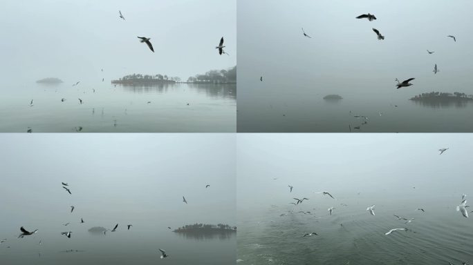 江南朦胧烟雨中国风水墨飞鸟慢动作