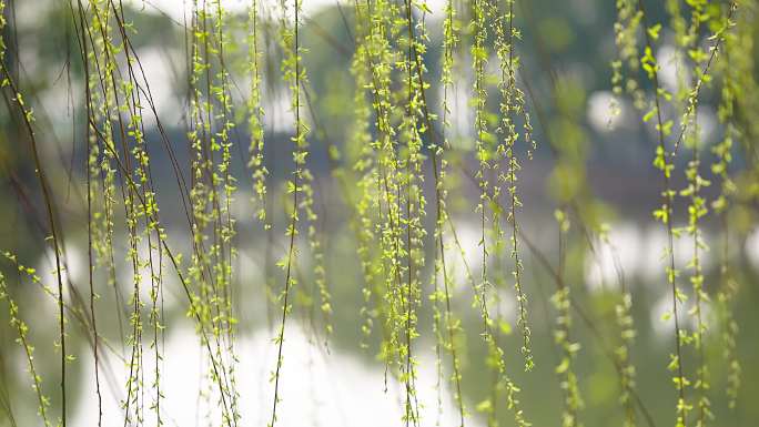 垂柳 发芽 春天柳树发芽 春天 柳条