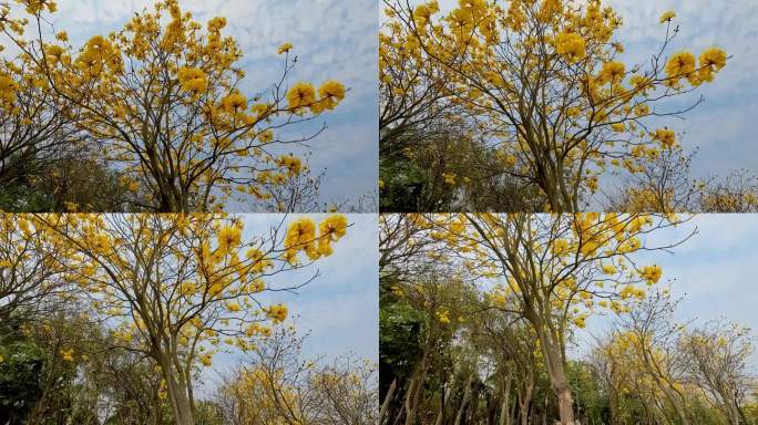 珠海风铃花季节八