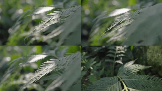 原创阳光自然植物120帧升格实拍