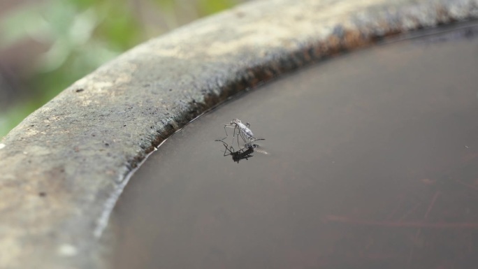 阳光明媚的日子里，一只蚊子在死水上的特写镜头