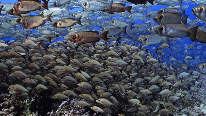 南太平洋中部法属波利尼西亚的法卡拉瓦礁环礁上，一大群座头鲸、红鲷鱼、谷歌眼和白鳍鲨