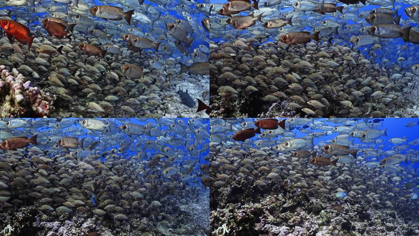 南太平洋中部法属波利尼西亚的法卡拉瓦礁环礁上，一大群座头鲸、红鲷鱼、谷歌眼和白鳍鲨